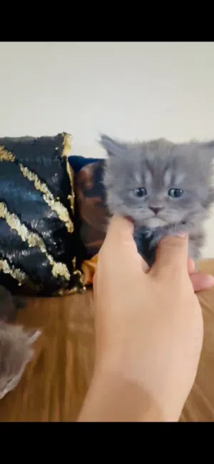 قطط صغيره عدد 4عمر35