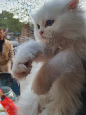 موجود قطط حلويات هاف بيكي لونج هير عيون زرقاء لون ابيض جميل صحه ممتازه