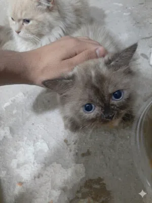 قط شيرازي اليف