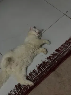 قطة هملايا عمرها 3 اشهر لعوبة وهادئة