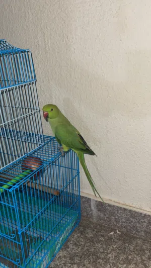 بغبغاء هندي