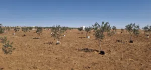 Farm Land for Sale in Madaba Thiban