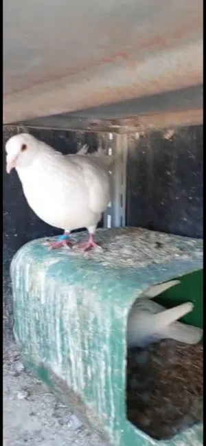 حمام فرنسي جامبو جواز شغاله