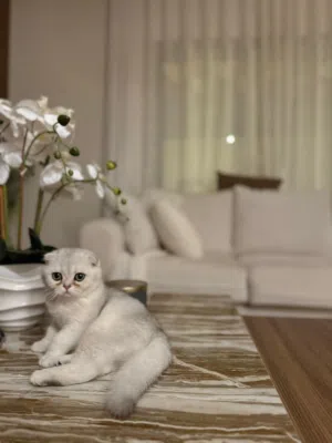 سكوتش فولد بيور