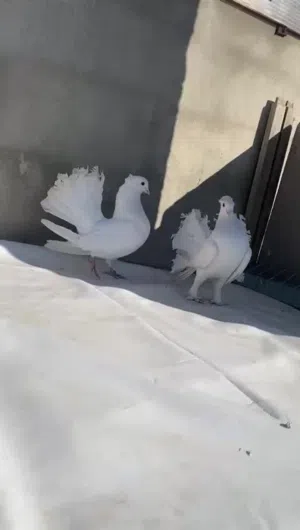 زغاليل للذبح و حمام وأرانب وصوص بلدي وبيض بلدي في عمان جاوا