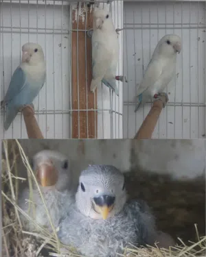 للبيع زوج لافبيرد الوان حلوة ومنتجين مع 3 فروخ