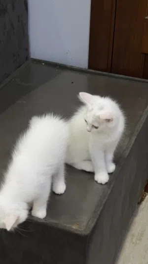 للبيع قطط شرازي