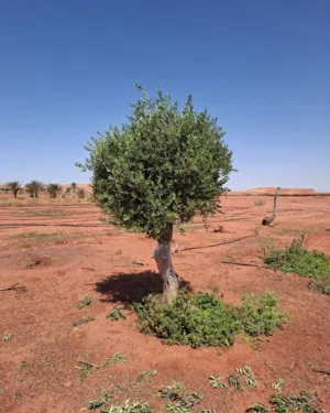 شجر زيتون للبيع معمر