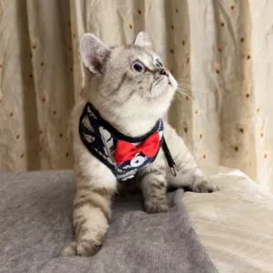 ذكر برتش شورت هير سلفر شيدد مع اغراضه ماخد جميع المطاعيم مع شهاده
