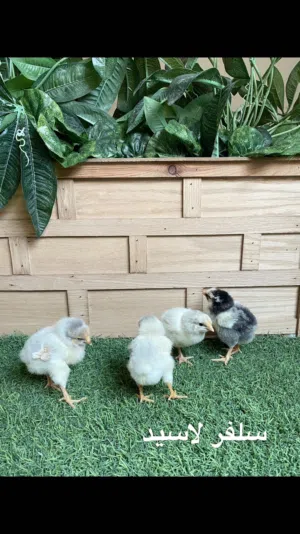 صوص دجاج وايندوت