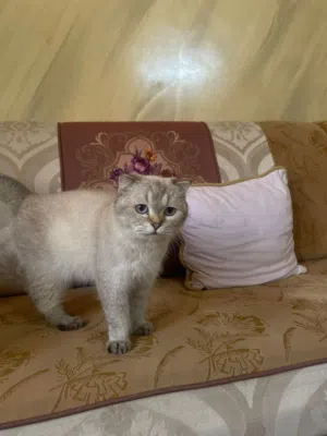 سكوتش بلو بوينت