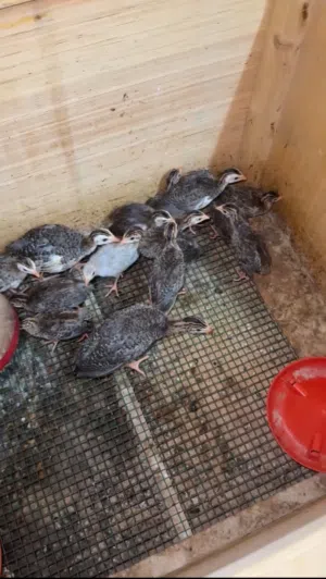 صيصان خيبر.