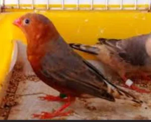 طيرة فل اورنج جامبو