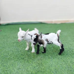 ماعز قزم مستوى عالي وبصحه ممتازه جدا
