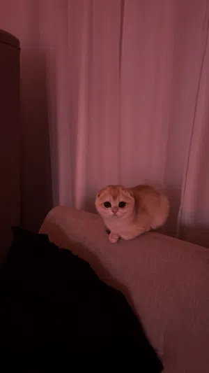 سكوتش فولد العمر 3شهور