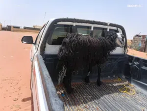 للبيع كبش العمر سنه وشهرين ليب يضحي سمن متوسط