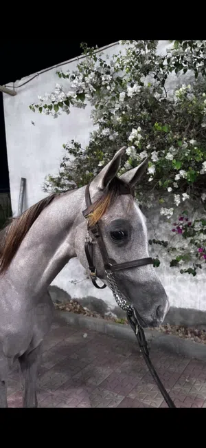 مهر جمال عربي