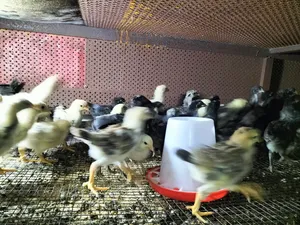 Chickens3