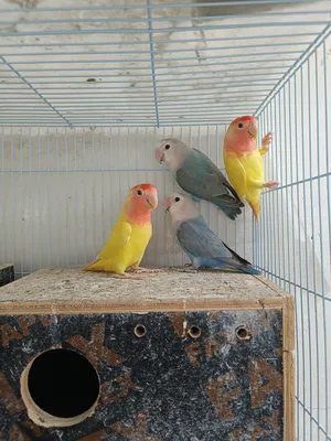 Parrots1