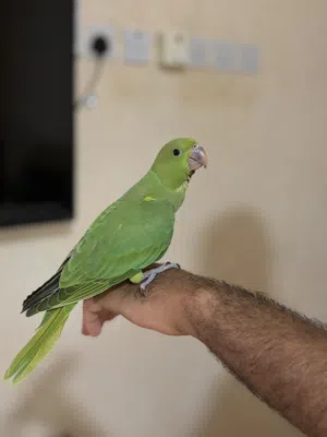 الدرة الخضراء (الباراكيت الأخضر)