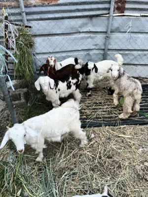 ذبايح للبيع العمر اكثر من 3 الى 4