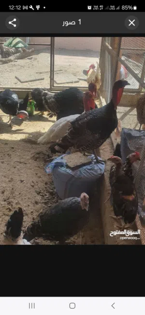 دجاج للبيع