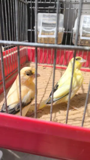 4 ذكورة كناري محليات ماشاء الله
