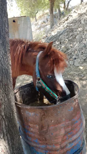 مطلوب للبيع في السلط