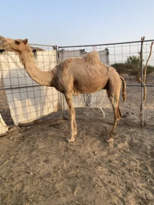 اقرأ الوصف