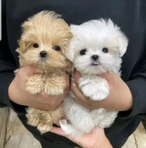 Maltese puppies