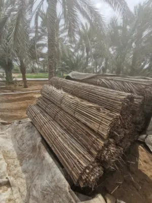 دعون طول 8 اذرع حجم الكبير