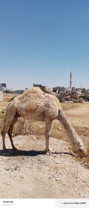 ناقه اضحيه تامه تقطع صافي فوق 250كيلو لحم