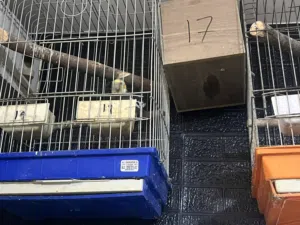 عصافير للبيع اقرأ الوصف