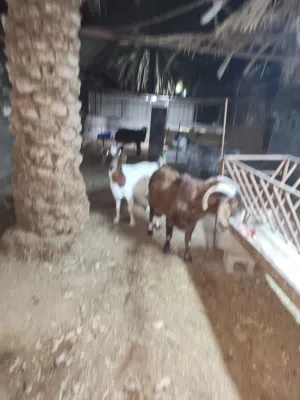تيس كلهاري+تيس قبرصي+عنز بورقت تحتها تيس