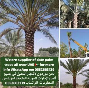 توريد وزراعة جميع أصناف النخيل و ال واشونتويا في الإمارات