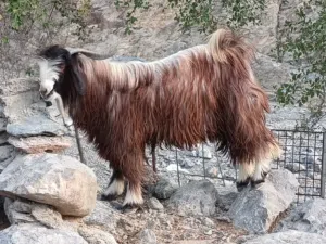 للبيع تيس من حلال الجبل (الوصف مهم)