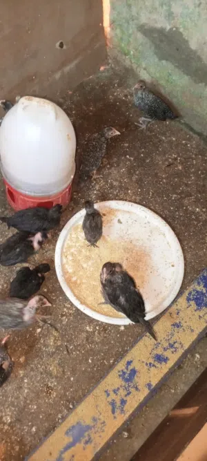 بسم الله ما شاء الله فراخ دجاج بلدي