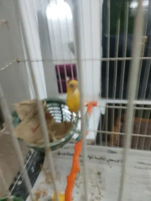 طيره كنار للبيع