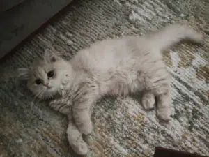 she is 4 month old she is for sell for 4500 with all of her stuff