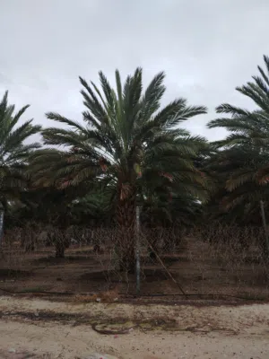 مزارع نخيل للبيع – فرصة استثمارية مميزة  مزار نخيل منتجة ومثمرة