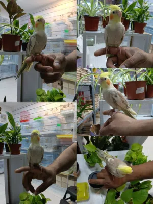 Beautiful Cocktail Healthy And Friendly  Full Tamed  With Good Price  Little Price Negotiable