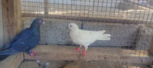 طيور الحمام ثلاث ازواج