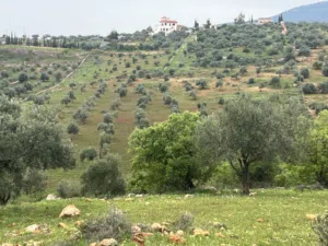 Farm Land for Sale in Jerash Al-Majdal