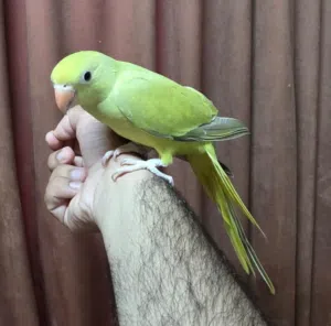 دره زيتوني أليف