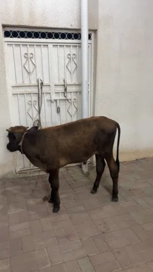 عجل العمر سنه وشهر