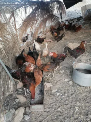 دجاج محلي للبيع اقرا الوصف