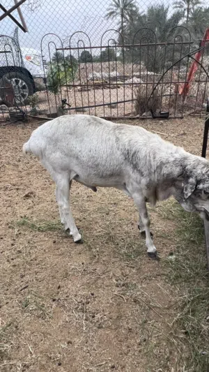 اغنان للبيع