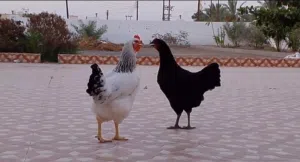 دجاج الحجم الضخم جد جد