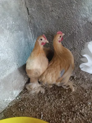 Birds0