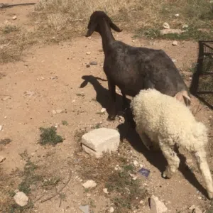 نعجه خماسيه ام خاروف